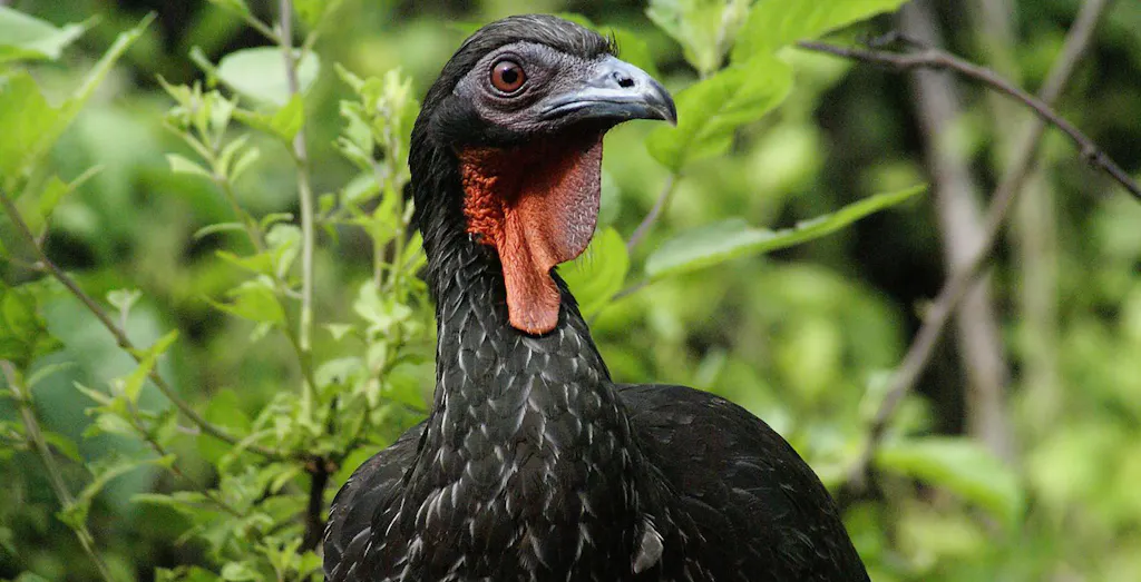 pava-laquipampa Pava de color negro frente a vegetación