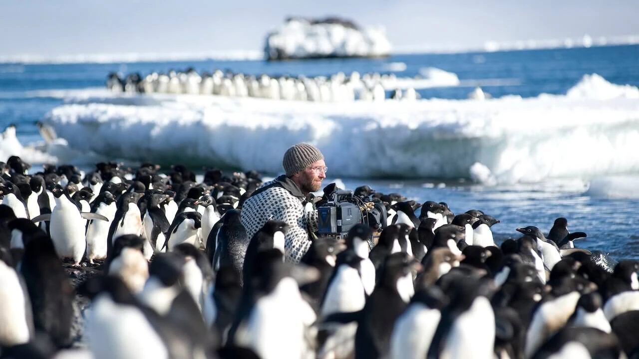 Hombre grabando en medio de colonia de pinguinos