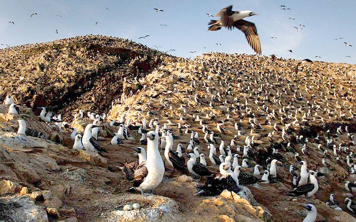 Miles de gaviotas juntas en el Perú