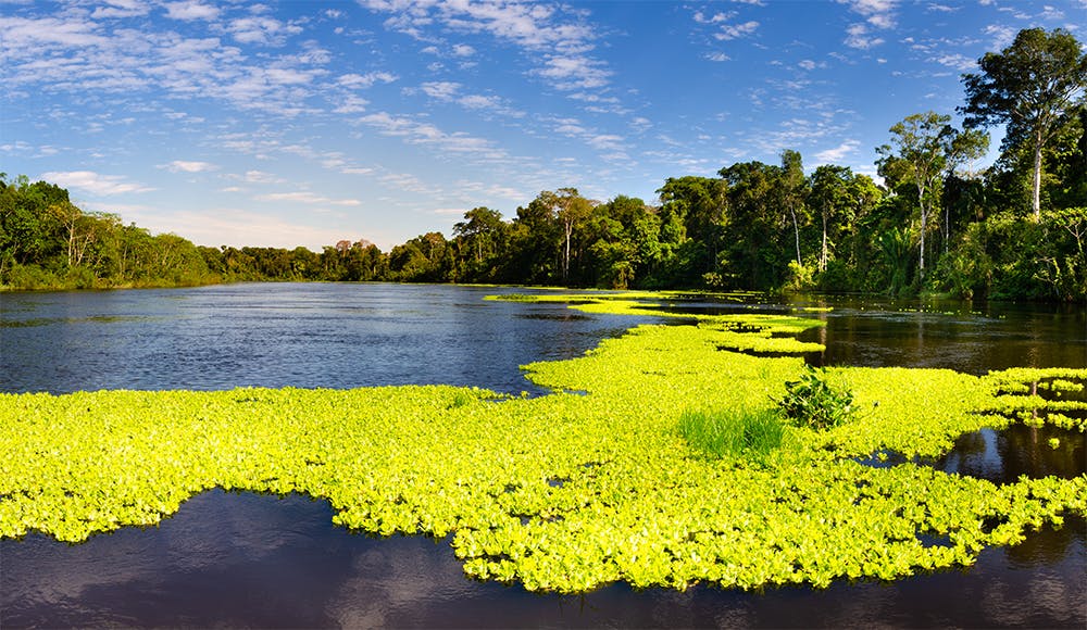 Río en el amazonas con vegetación verde limón