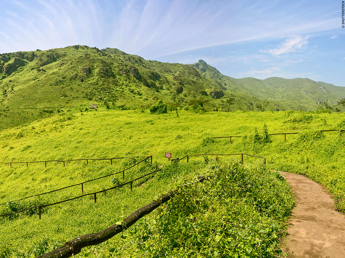 Lomas repletas de vegetación