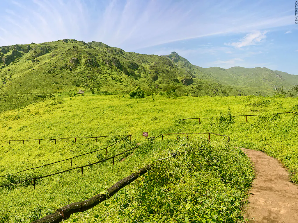 lomas-lachay Lomas repletas de vegetación
