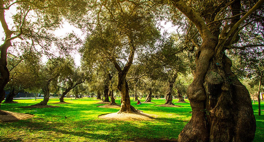 Arboles de Olivar en un atardecer