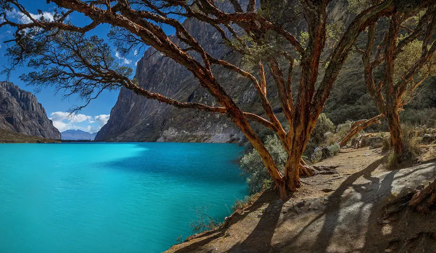 Laguna color turquesa y árbol