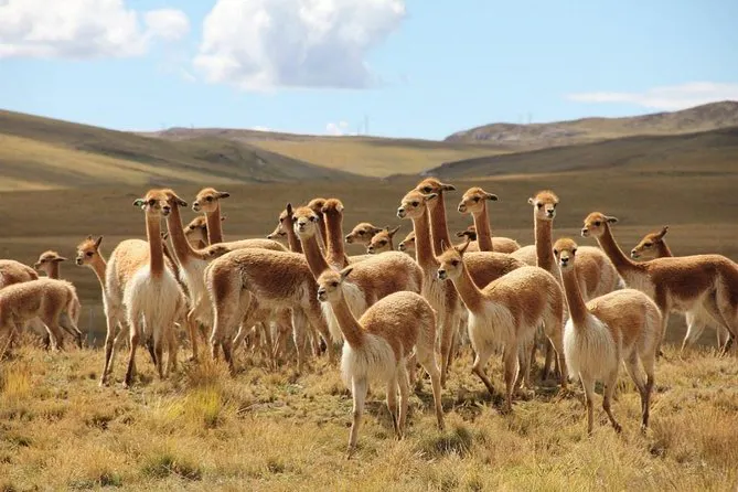 Grupo de vicuñas en medio de la pampa en Ayacucho