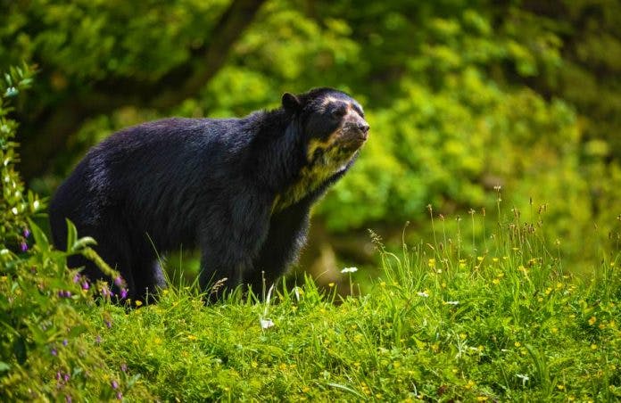 Oso de anteojos en uno de los lugares turísticos de Chiclayo