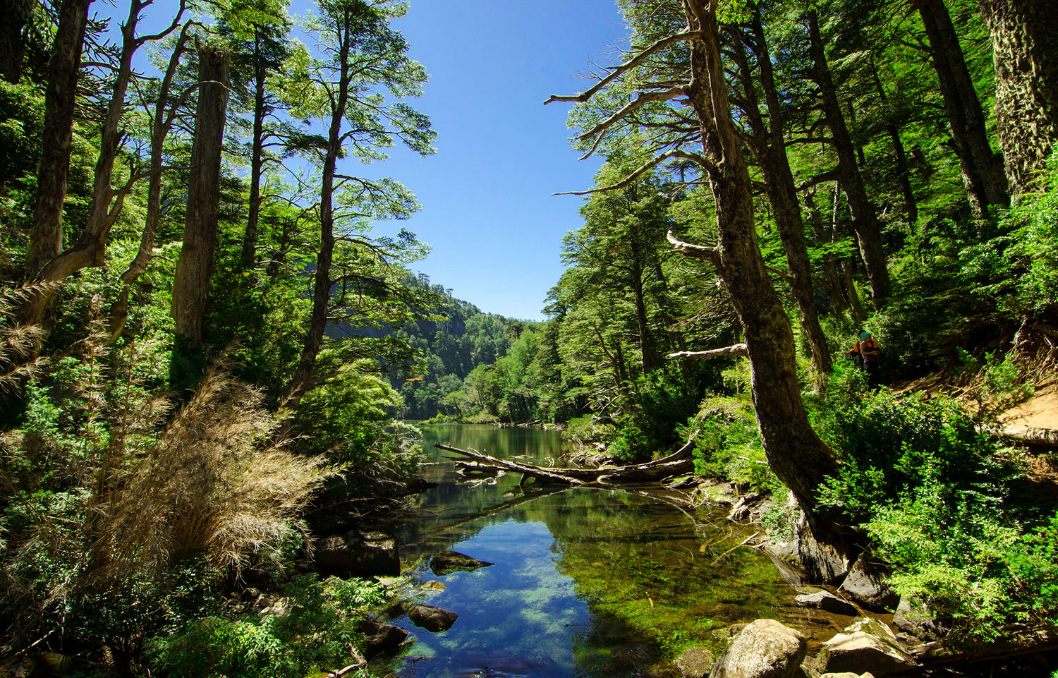 Río en medio de bosque al sur de Chile