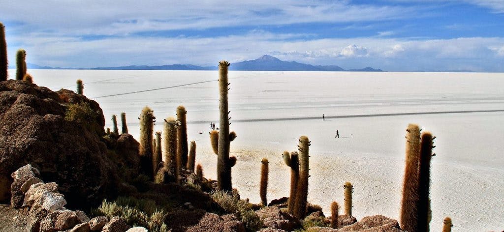 Cactos em frente ao imenso salar de Uyuni